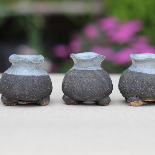 토어콩분 다육콩분 c71