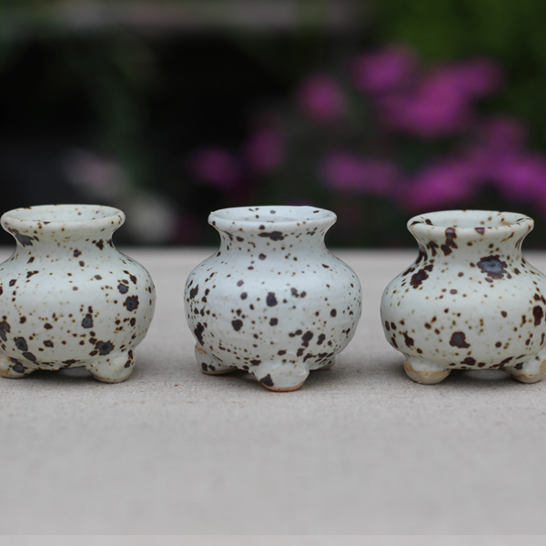 다육콩분 다육콩분 c73