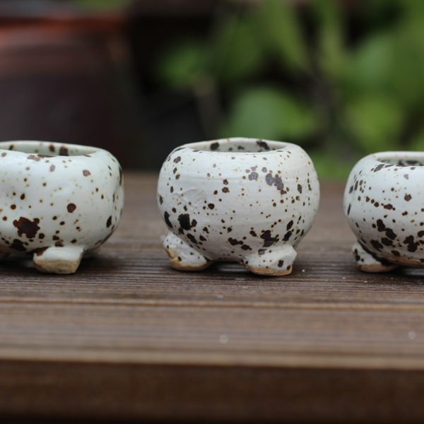 토어콩분, 다육수제화분 , 잎꽃이분 79c