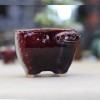 토어다육화분No.157