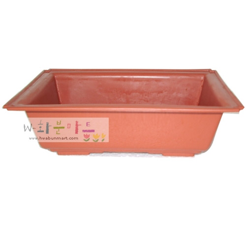 적색분재(5치-10치)사이즈변동금액