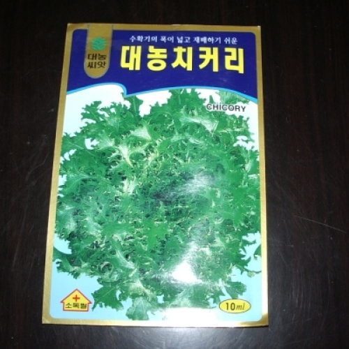 치커리